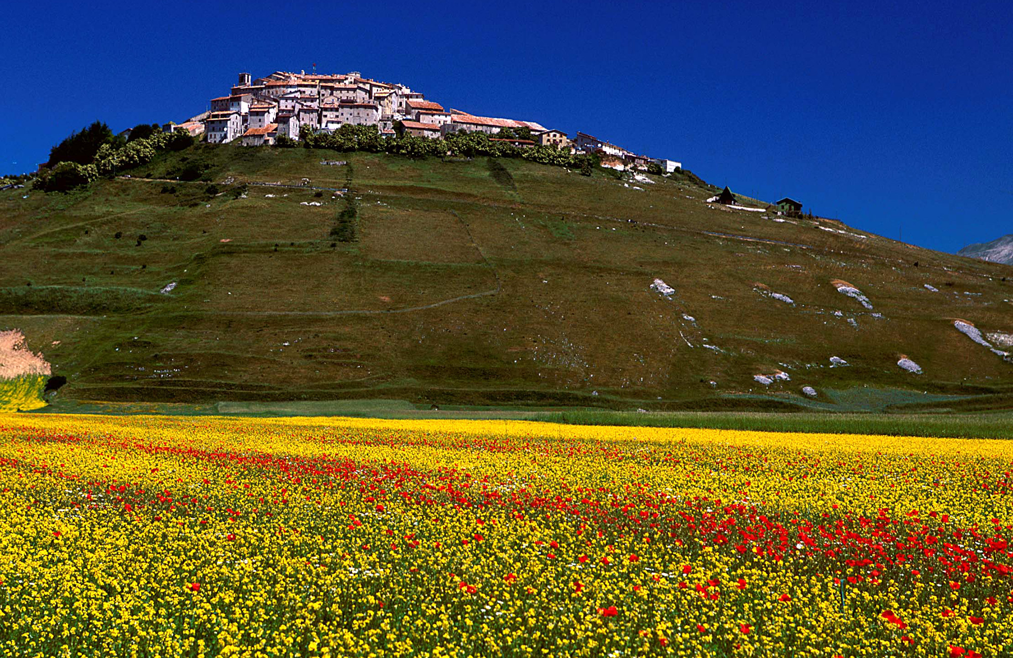 La Fioritura Di Castelluccio Nomostrek Flowering Of Castelluccio La Fioritura Di Castelluccio Nomostrek Flowering Of Castelluccio